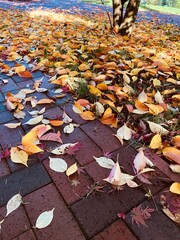 Leaf fallen during harvest time with tree and bricks