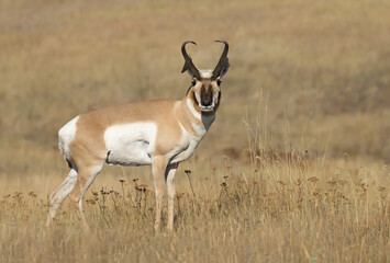 Naklejka na ściany i meble Original wildlife photograph of a adult Pronghorn standing in a field of golden grasses looking at you