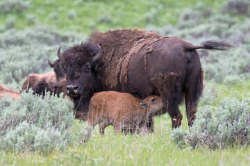 Original wildlife photograph of a baby bison nursing from it's mother in a field © Janice
