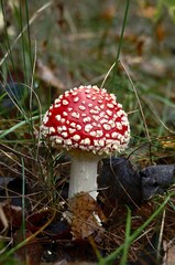 beautiful gifts of the autumn forest