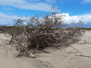 Spring time in northeast Brazil 