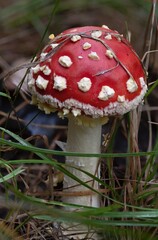 beautiful gifts of the autumn forest