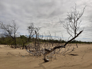 Spring time in northeast Brazil 