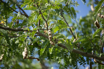 brown tamarine fruit on tree with small flower