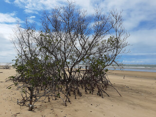Spring time in northeast Brazil 