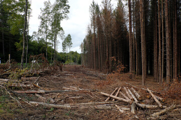Abgestorbener Wald an Kreisstraße in Deutschland Ende September 2020 in Zeiten von Klimawandel und Erderwärmung- Stockfoto