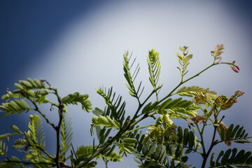 red mix yellow small flower  of tamarine fruit on tree