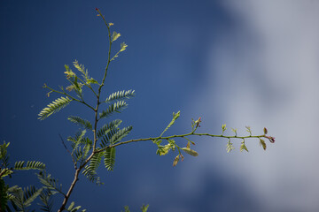 red mix yellow small flower  of tamarine fruit on tree