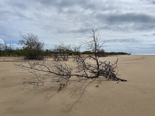 Spring time in northeast Brazil 