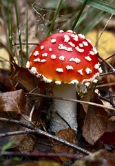 beautiful gifts of the autumn forest