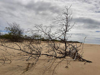 Spring time in northeast Brazil 