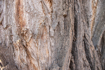 Tree bark