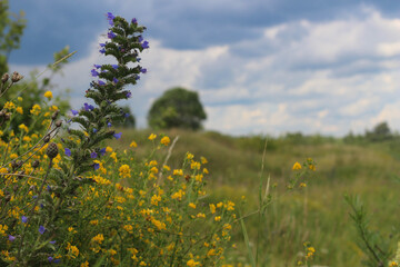 Summer flowers in a field close up blooming against a blue sky in clouds.