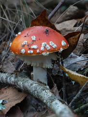 beautiful gifts of the autumn forest