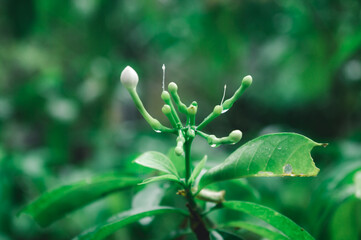 Rain falling on White Crape Jasmine Flower plant. Summer Monsoon Rain Stock Photo. Nature Rainy Season Background. Selective Focus on foreground. Copy Space Room For Text.