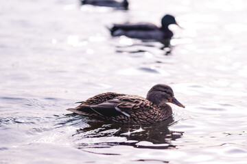 Mallard ducks in the pond