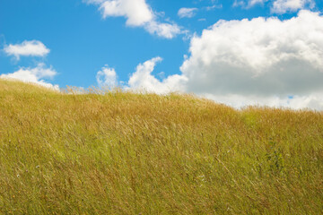 Fototapeta premium Summer or autumn field, golden grass on beautiful sky background.