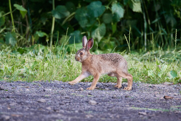 Wildkaninchen in urbaner Umgebung