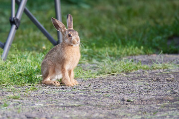 Wildkaninchen in urbaner Umgebung