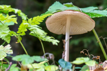 mushroom in the forest 6