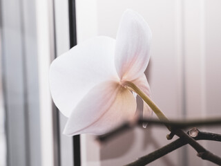 Orchid in the window sill