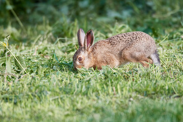 Wildkaninchen in urbaner Umgebung