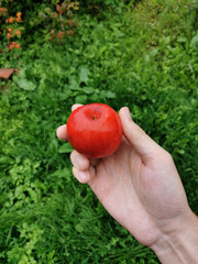 Apple in hand