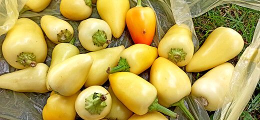 Yellow pepper in a nylon bag on grass background