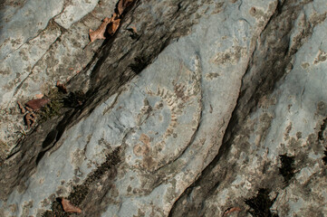 Ammonite fossil texture closeup in river rock