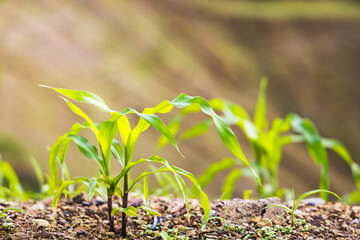 Young corn seedlings growing in farm