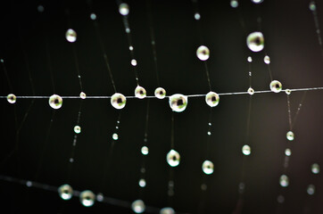 a macro of a beautiful spiders net in front of a black background with sparkling raindrops