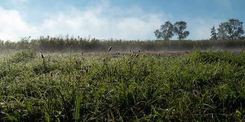 Obraz premium nebelige Wies am Morgen