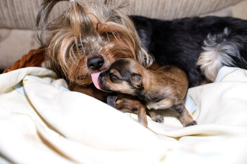Dog licks newborn small puppies, close-up. Yorkshire Terrier