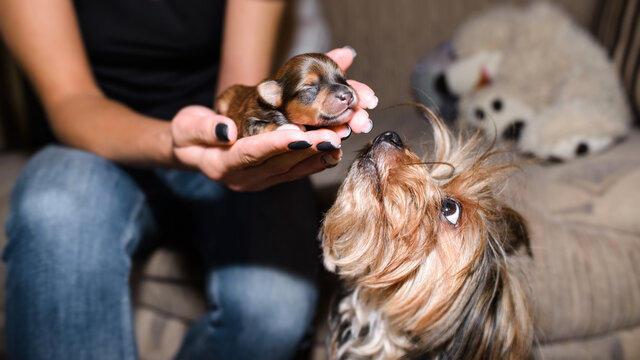 Newborn little puppy, sleeping in his arms and smiling, close-up. Mom is looking at the puppy, Yorkshire Terrier
