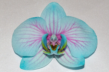 Fiore di Orchidea rosa e azzurra in primo piano