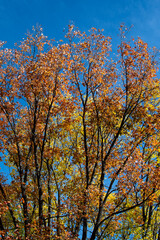 Fototapeta premium autumn trees with foliage of different colors
