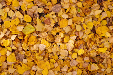 Autumn textured background - fallen yellow birch leaves. Indian summer.