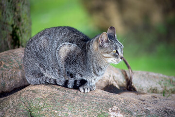 Portrait of stipped cat sitting in a public garden near a beautiful tree