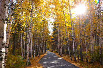 Indian summer - an asphalt path in a city park among birches with yellow foliage. Autumn background.