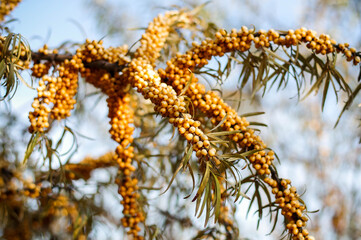 Sea buckthorn branches with plenty of berry harvest. Harvesting sea buckthorn on a sunny day.