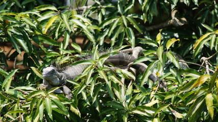 iguana en arbol
