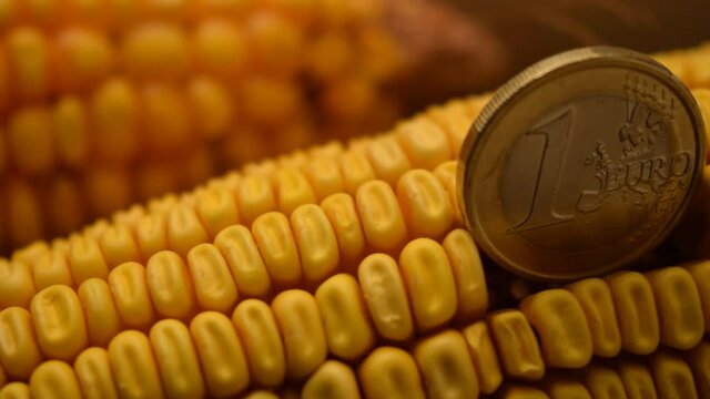 Moneda de un euro en una mazorca de maíz  ft0209_0560 Yksi eurokolikko maissintähkä