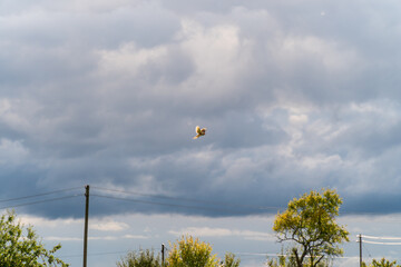 Raubvogel über der Wiese