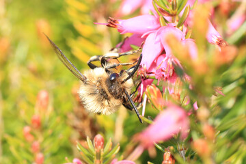 Honey Bee search for pollen