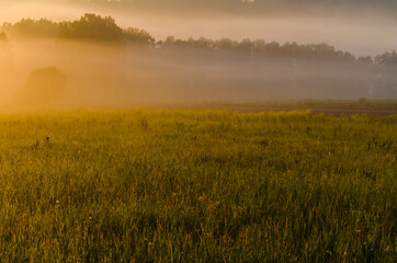 Obraz premium Thick mystical fog over a green forest. Juicy grass.