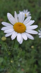 daisy flower
