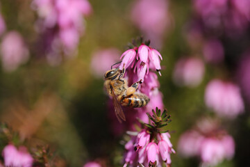 Honey Bee search for pollen
