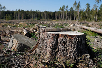 Obraz premium Climate change and dead forest with tree stump in front of deforested woodland - Stockphoto