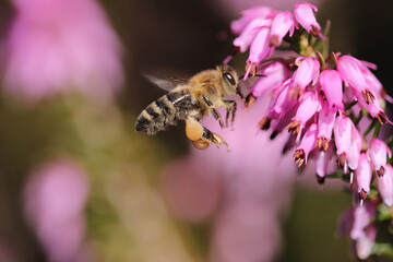 Honey Bee search for pollen