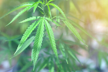 marijuana leaves cannabis plants a beautiful in green house garden. Marijuana for medicine science laboratory, Drug dealer illegal business, alternative medicine